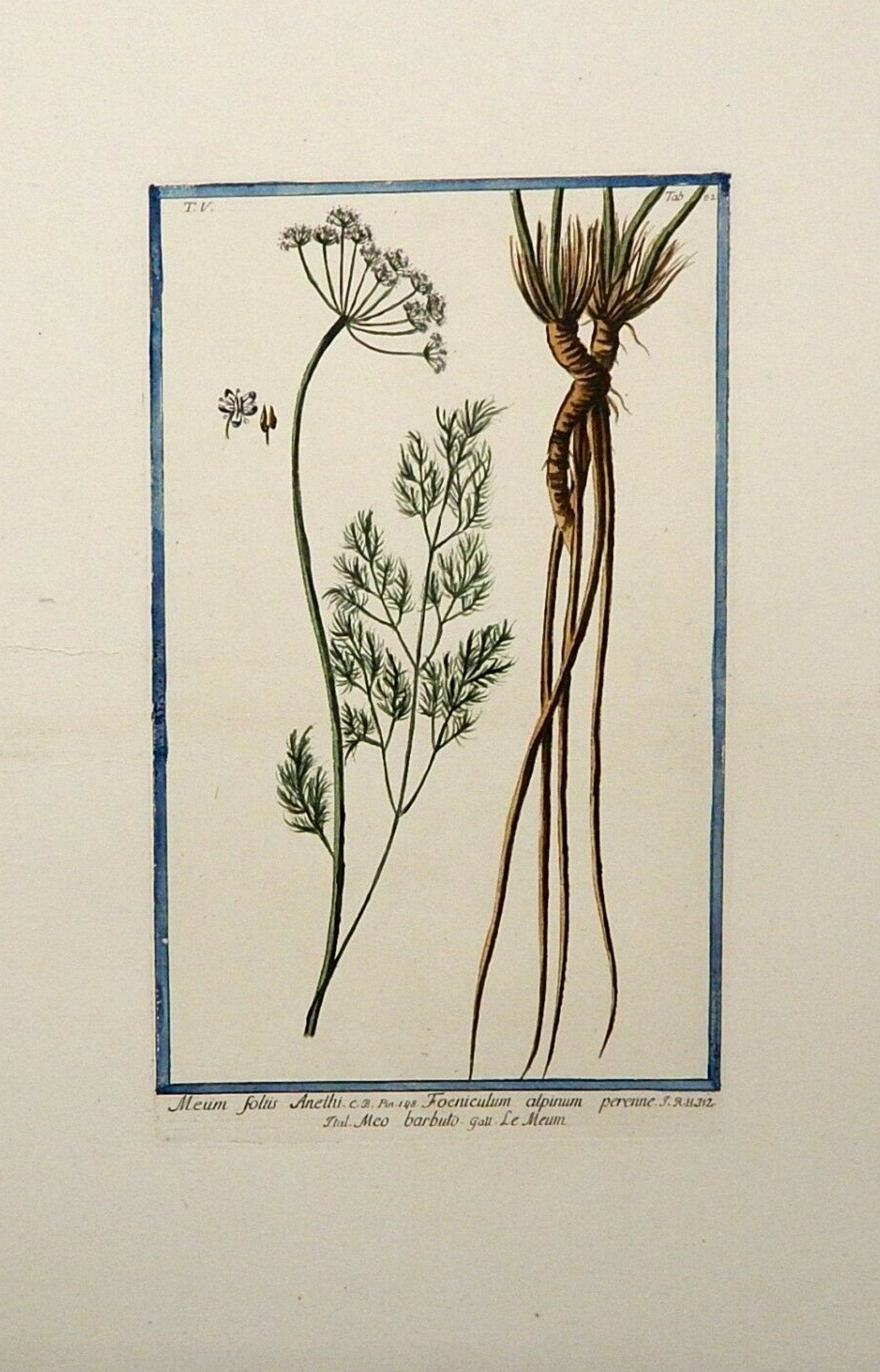 Antique rare original Bonelli Hortus Romanus Botanical Engraving plate circa 1780 only