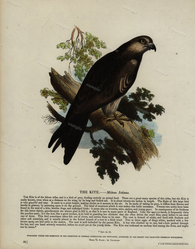 1850 Original Antique Hand color print of The Kite Natural history animal print Nature print Chromolithograph
