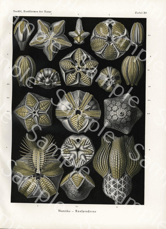 Gorgeous lithograph print of Sea life  Blastoidea From Art Forms of Nature by Ernst Haeckel