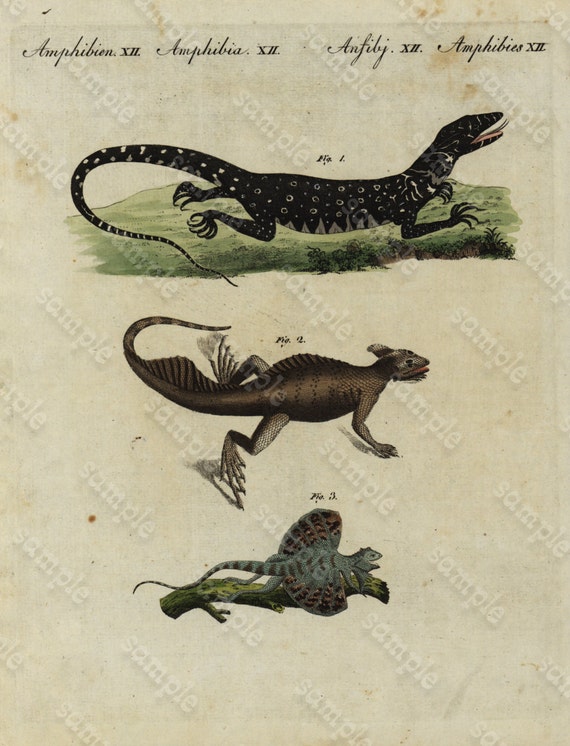 Original Antique Natural History Hand Colored Engraving - Reptiles and Amphibians  - Gecko lizards