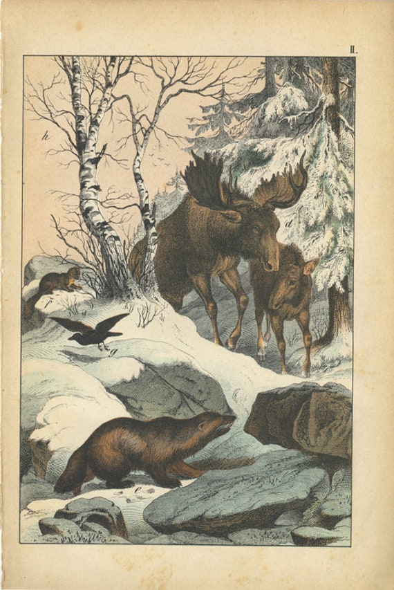 Antique Original Natural History Hand Colored Lithograph print, Moose  , Rare interesting
