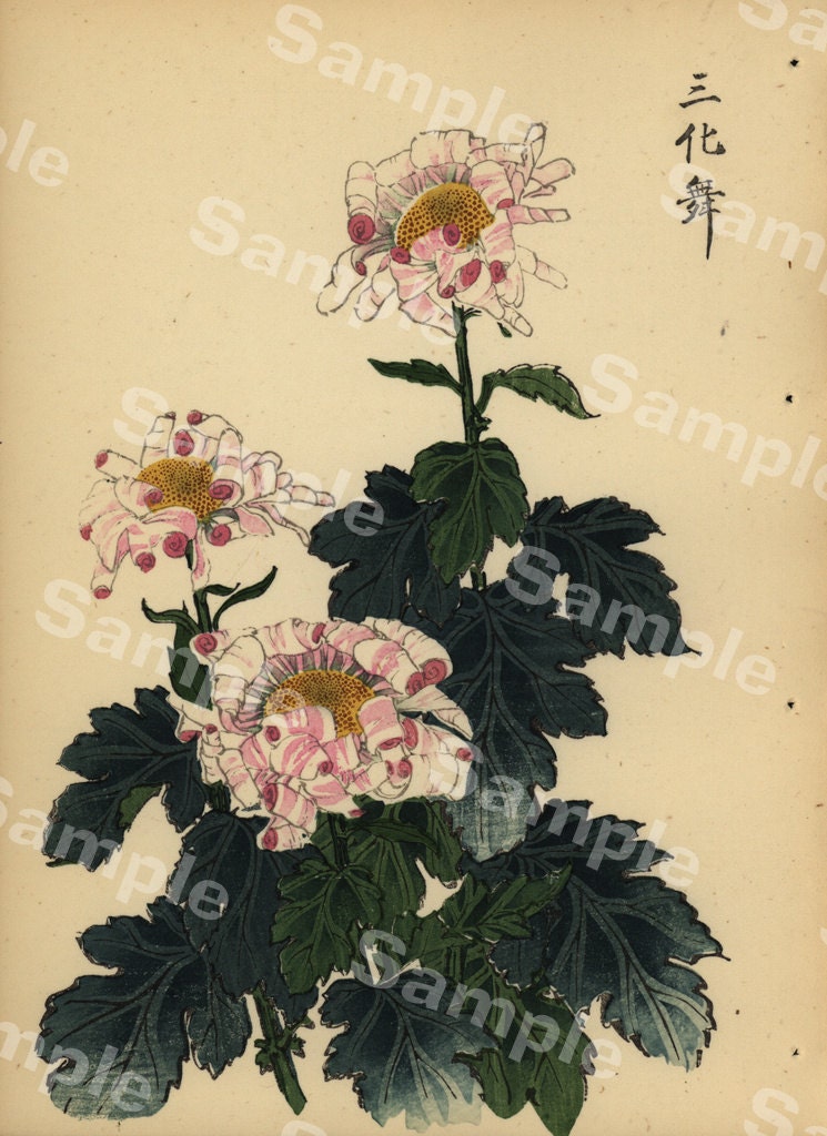 Lovely KORIN ukiyoe Japanese woodblock antique print of Chrysanthemum