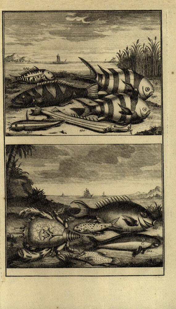 Antique Original Fish Engraving Ambon Islands fish of Indonesia