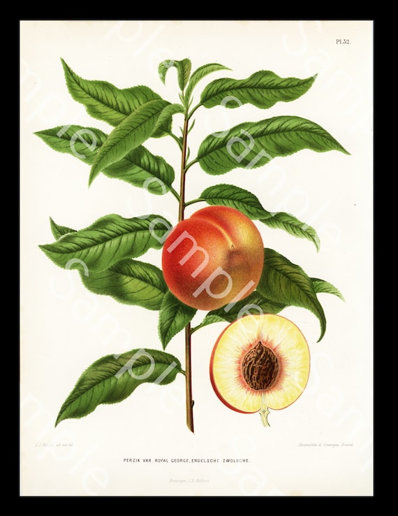 AJ Wendel Chromolithograph Botany Horticulture  print hand finished Netherlands Flowers and Fruits