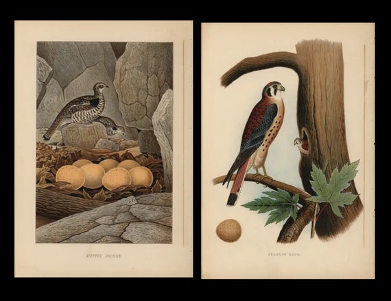 1882 Antique Prints Nest & Eggs of the Birds of United States Ruffed Grouse and Sparrow Hawk