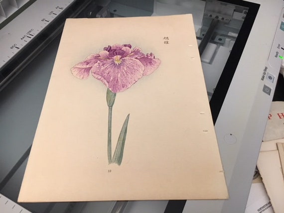 JAPANESE IRIS WOODBLOCK Flowers Arrangement Circa 1900's