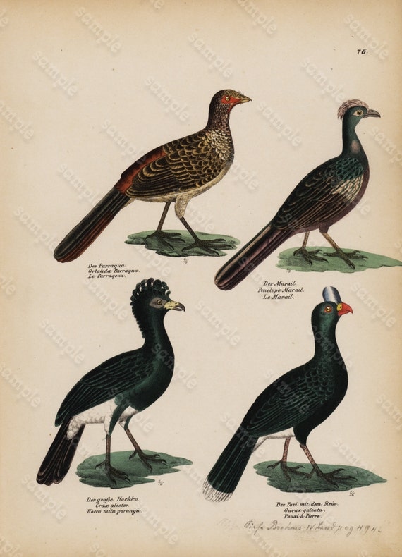 Antique Hand Colored Original Birds  Print from Schinz First Edition 1840 not a recent Hand colored Print.