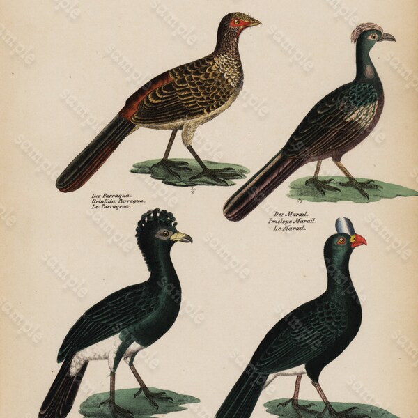 Antique Hand Colored Original Birds  Print from Schinz First Edition 1840 not a recent Hand colored Print.