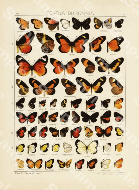 Antique Natural History Entomological Print – African Butterflies & Butterflies Wings  Original print