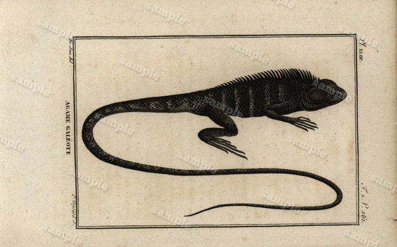 Original Antique Natural History copperplate of Reptiles - Histoire Naturele by the Buffon de comte - 1790 -  Lizards Black and white