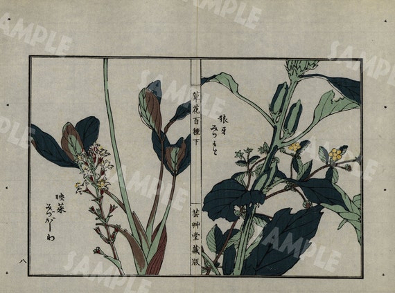 19th Century Japanese Antique woodblock  botanical print