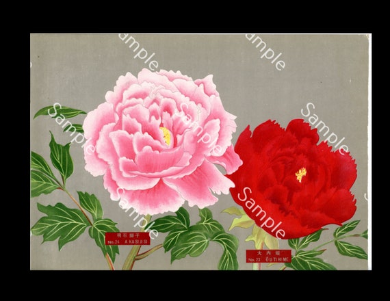 Japanese botanical  flower Paeonia suffruticosa botanical lithograph print Circa 1936