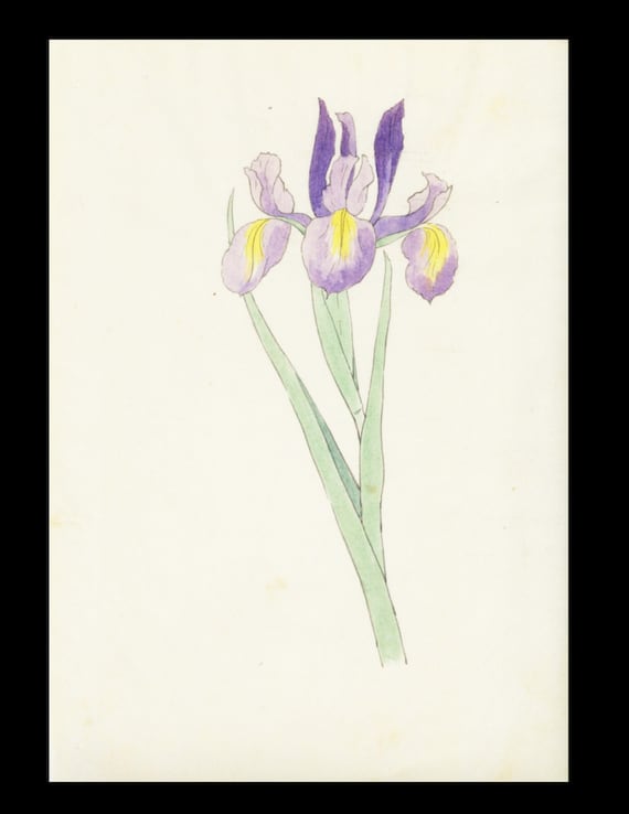 hand drawn water colored botanical print  flowers Iris