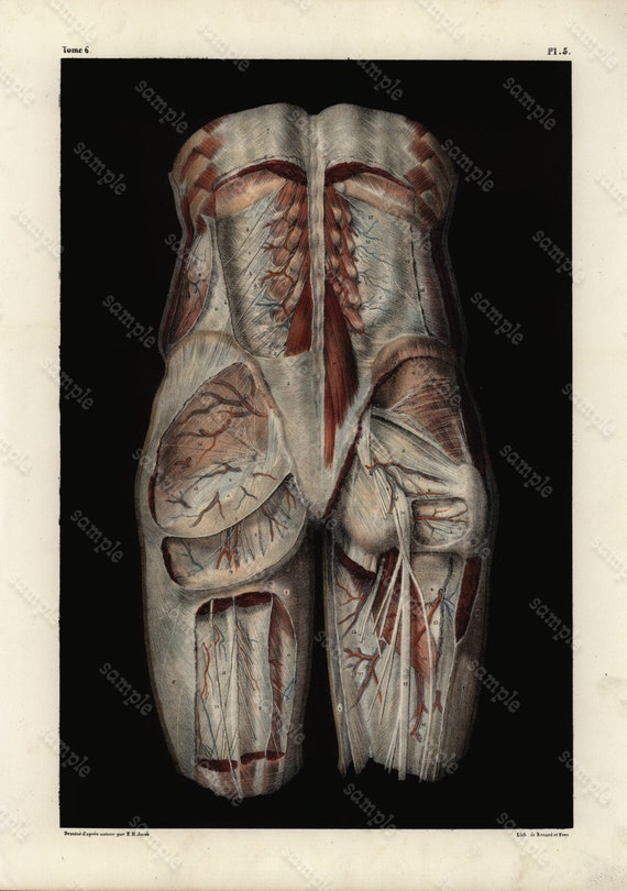 Original Antique colored Lithograph Human anatomy Gorgeous Engraving 1860-1870 - Superb Large Folio