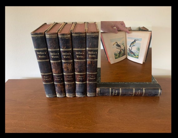 Natural history complete six volumes over 100 Curvier hand colored copper birds plates circa 1840