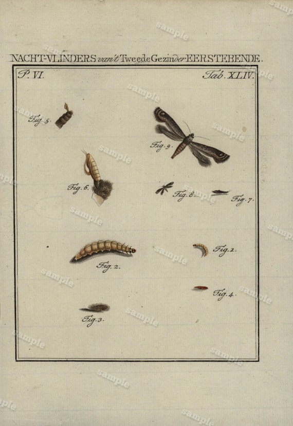 1795 Original Antique Hand Colored Copper Plate Engravaing - caterpillars - moths - Butterfly - extremely rare Johann Rudolph