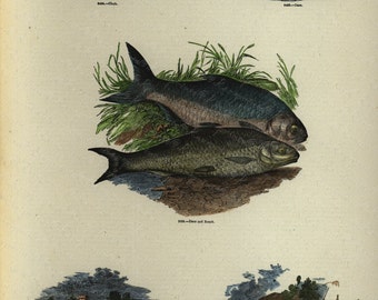 Antique Original Hand Colored  Natural History engraving -  Represinting Fish  -  Dace and Roach