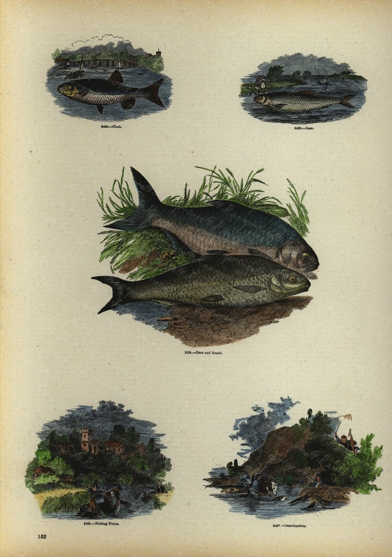 Antique Original Hand Colored  Natural History engraving -  Represinting Fish  -  Dace and Roach