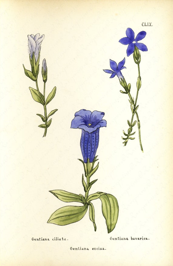 Original Antique Hand Colored Botanical Print  Dated 1890 -  Gentiana Ciliata - Excisa - Bavarica -Gorgeous Print.