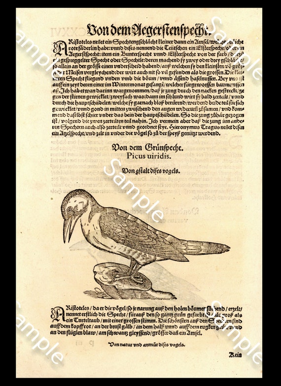 Antique Original  Natural History Opera Omnia. Ornithologiae bird Engraving Circa 1583