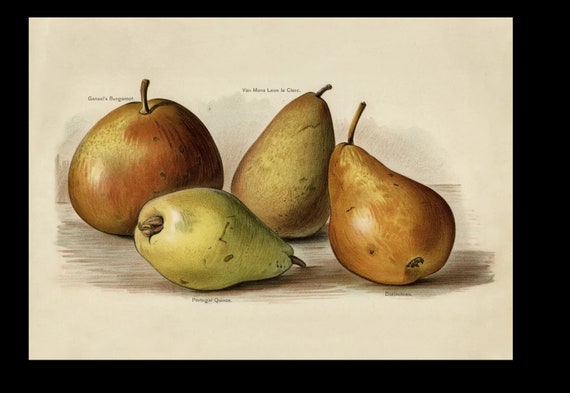 Antique Colored lithograph print of Pears circa 1890's John Wright