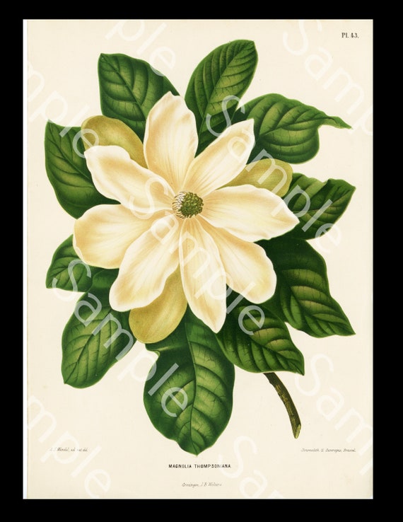 Magnolia Thompsoniana AJ Wendel Chromolithograph Botany Horticulture  print hand finished Netherlands Flowers