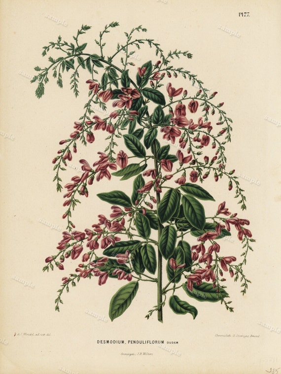 Original Antique  Botanical Color Chromolithographs By G. Severeyns From voorkomende in de Nederlandsche tuinen 1874 Desmodium Penduliflorum