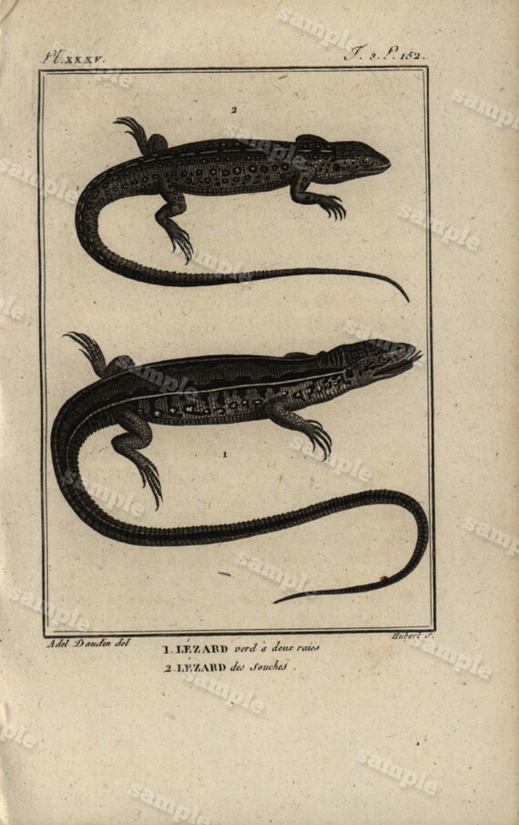 Original Antique Natural History copperplate of Reptiles - Histoire Naturele by the Buffon de comte - 1790 -  Lizards Black and white