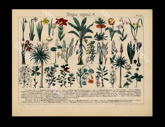 Authentic hand colored Botanical lithograph print Vegetable kingdom