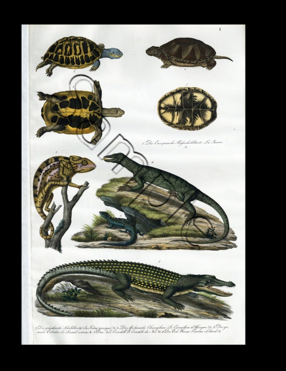 19th century rare hand colored print various reptiles and turtles
