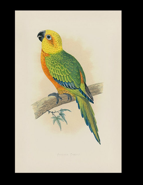1884 Parrots in Captivity woodblock hand Colored Engravings Jendaya Conure South America