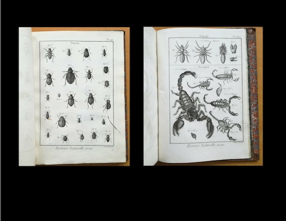 18th Century Bonnaterre Entomology Insects Tableau Encyclopedia 100 Engraved  Plates circa 1797