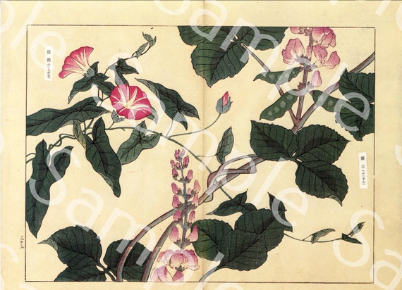 Vintage Japanese woodblock  Botanical flower print