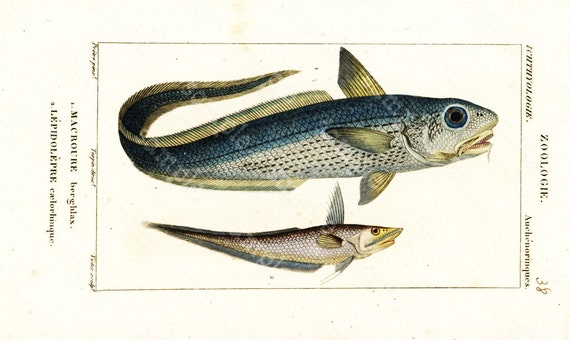 Original Antique Natural History Hand Colored Engraving  Of  Fish  -Seaf Life  from  DE Mr le Baron CUVIER