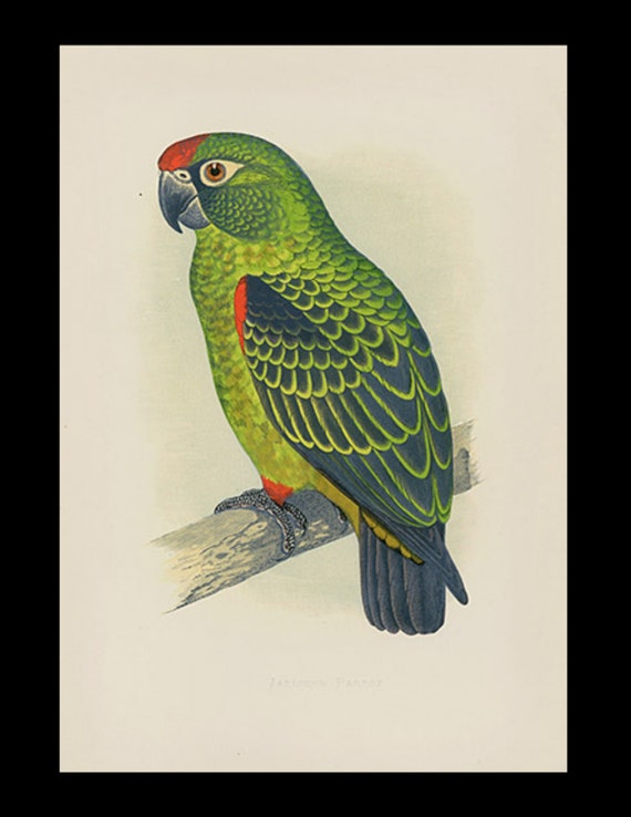 19th century Parrots in Captivity woodblock hand Colored Engravings Jardine's Parrot Gold Coast Australia