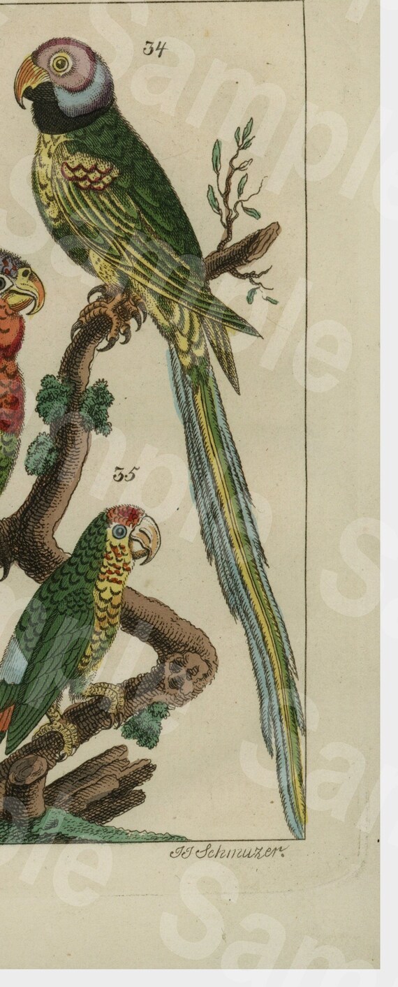 Parrots 18th Century Hand colored bird vogel copper engraving,decorative art,wall art,home decor,