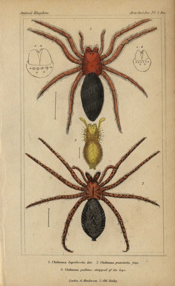 Antique Original Hand colored  Natural History Spider Hand Colored Engraving  Group Of Spiders From Animal Kindom- Gorgeous Vibrant Colors