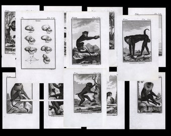 Antieke originele natuurlijke historie kopergravure 12 platen circa 1790-1801 verschillende apen en apen te koop