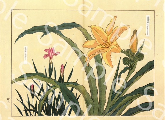 Vintage Japanese woodblock Botanical flower print
