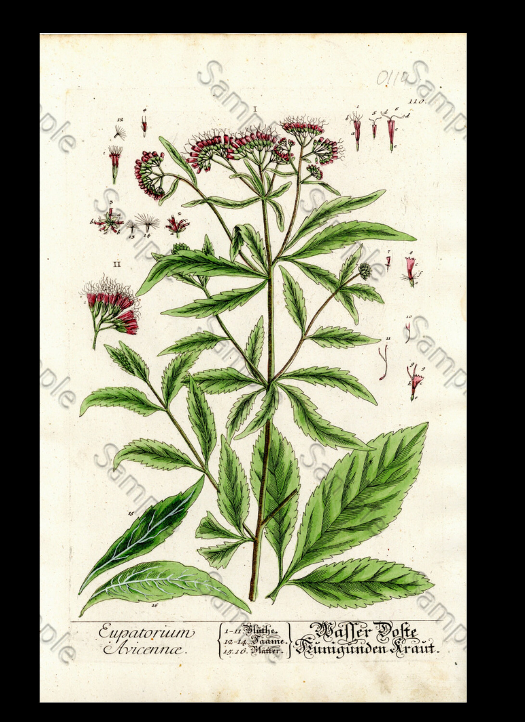 Phobia skuffe dosis Buy Eupatorium Avicennce Botanical Hand Colored Engraving Online in India -  Etsy
