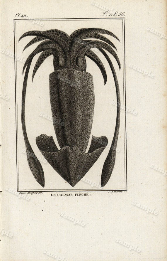 1790 Original Antique Natural History Engraving of Squid - Histoire Naturele by the Buffon de comte -  Black and white Over 200 years old