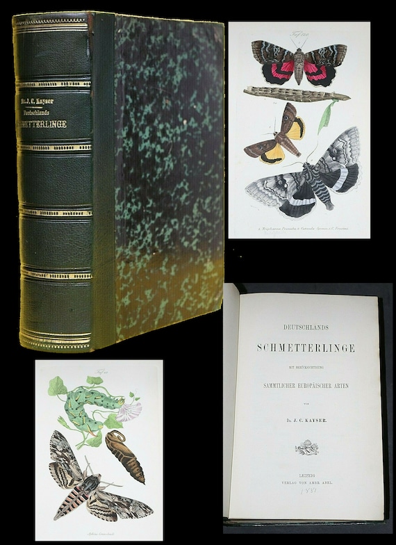 Rare Antique NATURAL HISTORY german butterflies book 152 prints