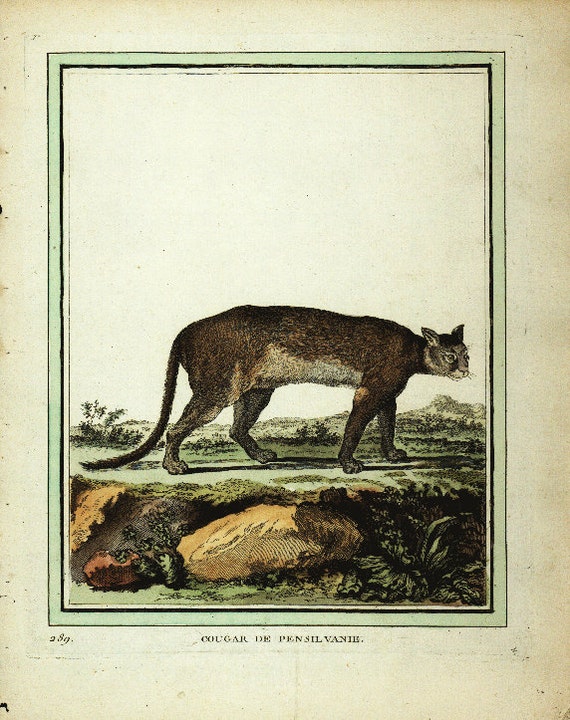 Original Antique Natural History Print Le Jaguar - Very Rare - Gorgeous  Hand Coloredv- From Buffon"s Histoire Naturelle chain linked paper