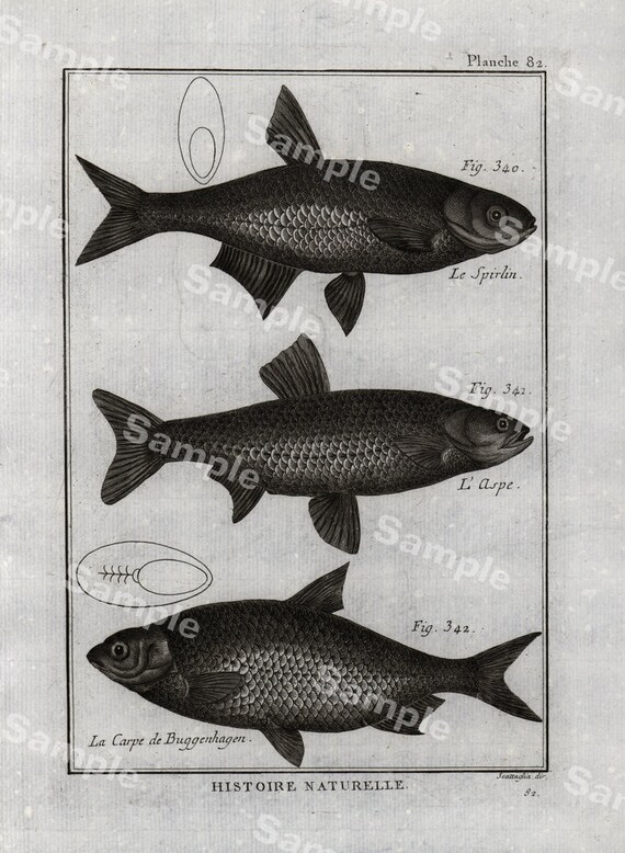 Original Antique Natural History copperplate of Fish decorative art wall art art decor ocean dates 1780 Buffon
