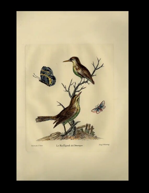 18th century Antique Original  Natural History Hand Colored copper plate birds and butterfly