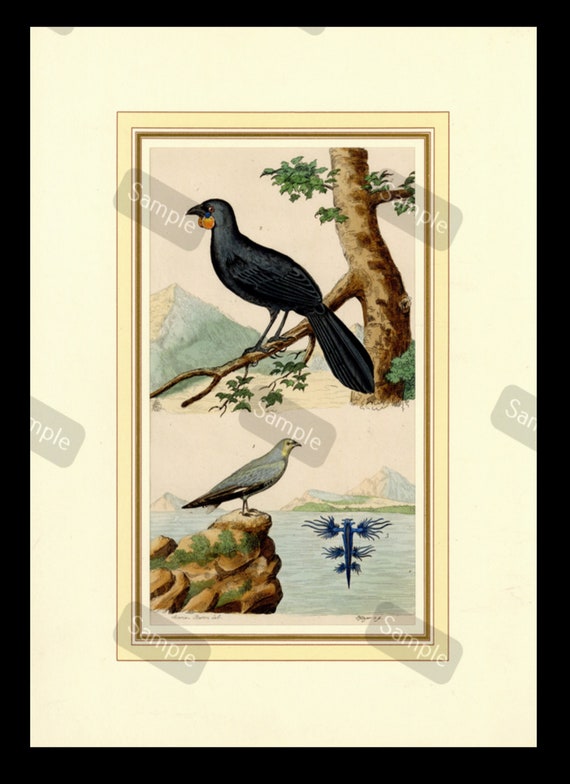 Natural histor color lithograph print from Circa 1840 two birds matted