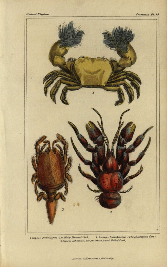 Antique Original Hand colored  Natural History  Sealife - Crabs- Gorgeous Vibrant Colors