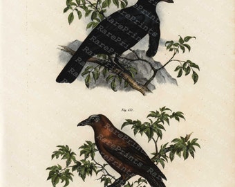 Antique Hand Colored Original Bird Print -Coracina cephaloptera - Black Bird - gymnocephalus calves bird - 1860