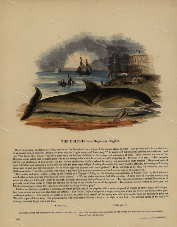 The Dolphin 1850 Original Antique  Hand color print