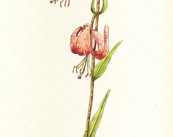 Original Antique Hand Colored Botanical Print  Dated 1890 -  Lilium Martagon -  Gorgeous Print.